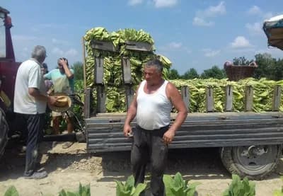 Zašto je proizvodnja duvana u Semberiji sve neisplativija?
