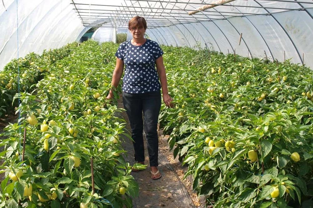Brano i Tatjana Račić iz Novog Sela kod Gradiške najveći povrtlari u sjevernom dijelu Lijevče polja