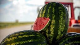 Evo zbog čega lubenicu ne bi trebalo držati u frižideru