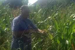 SEMBERSKI RATARI NA MUKAMA Rod kukuruza uništilo “crvenilo”