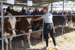 Izložba stoke: Domaće stočarstvo ima šta pokazati