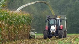 Siliranje kukuruza - koji je najbolji momenat za početak