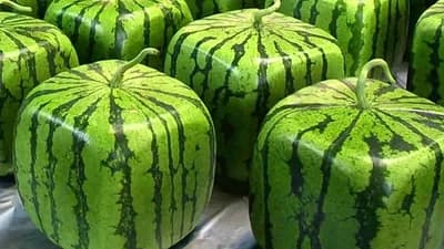Kako se uzgajaju kockaste lubenice - Postupak /FOTO/