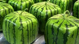 Kako se uzgajaju kockaste lubenice - Postupak /FOTO/