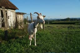 Savremena farma alpskih koza niče u Loparama