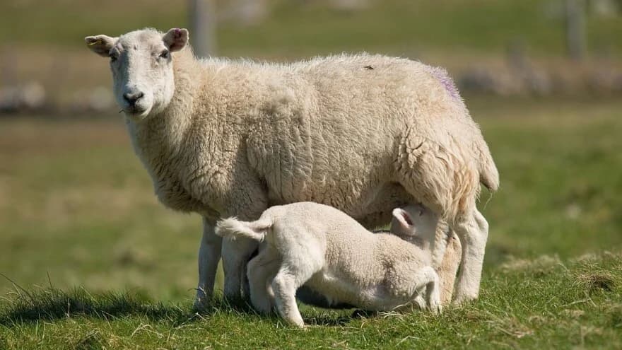 Ovčarstvo u Sanskom Mostu staje na noge