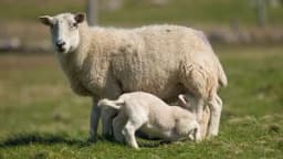 Moguće povećanje podsticaja u ovčarstvu