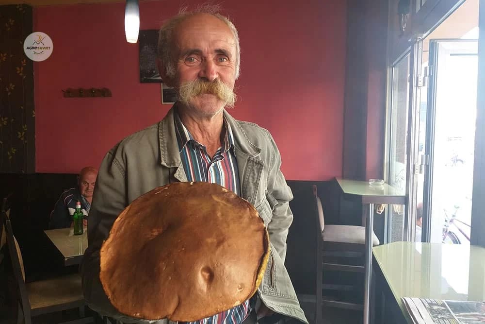 Vlado Kukavica na planini Prosari ubrao vrganj od jednog kilograma