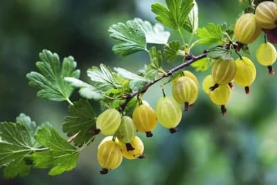 Amla: Drevna terapeutska biljka
