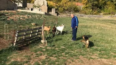 Vukovi vrebaju, pokolj koza - Od 30 nestalih, Jozi Biliću Pižiću vratile se tek tri koze i jarac