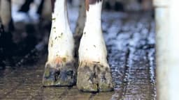 POVREDE PAPAKA smanju mliječnost krava za 40% - Kako ih spriječiti?