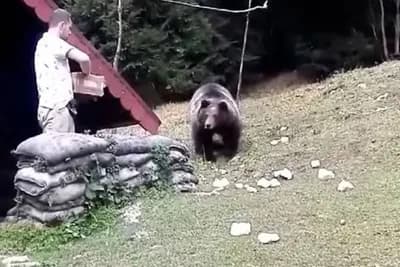 NANJUŠIO DOBRU KLOPU Medvjed redovno dolazi na ručak do restorana na Igmanu (VIDEO)
