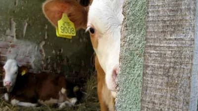 Uskoro početak rada stočnog groblja na Manjači - Banjaluka prva u BiH rješava zbrinjavanja životinjskog otpada