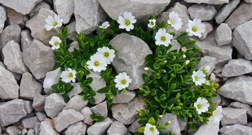 Skromna zelena biljka koju smatramo korovom, a travari kažu da je pravi rudnik vitamina! Pomaže kod reume, zatvora, upala!