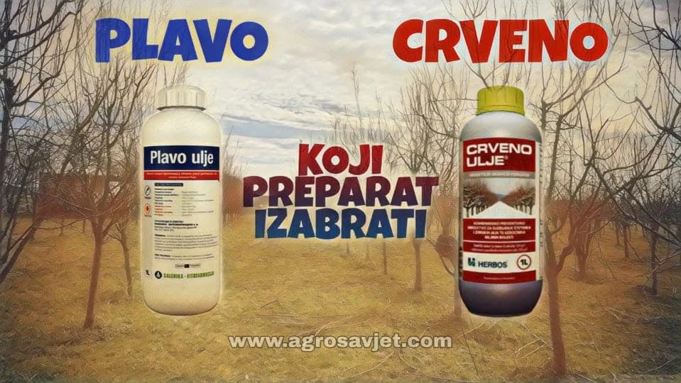 RAZLIKA IZMEĐU PLAVOG I CRVENOG ULJA