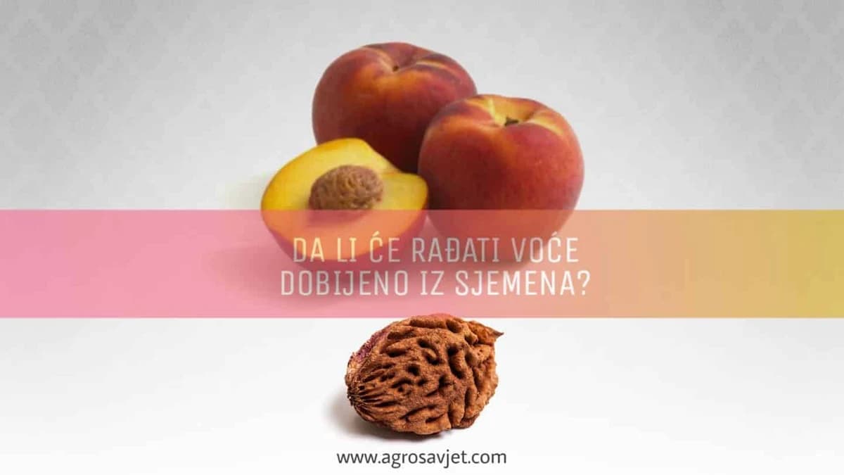 Osobine voćaka dobijenih iz sjemena