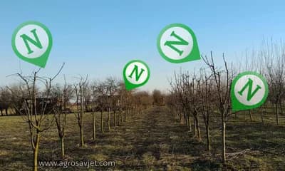 Nedostatak azota u voćkama