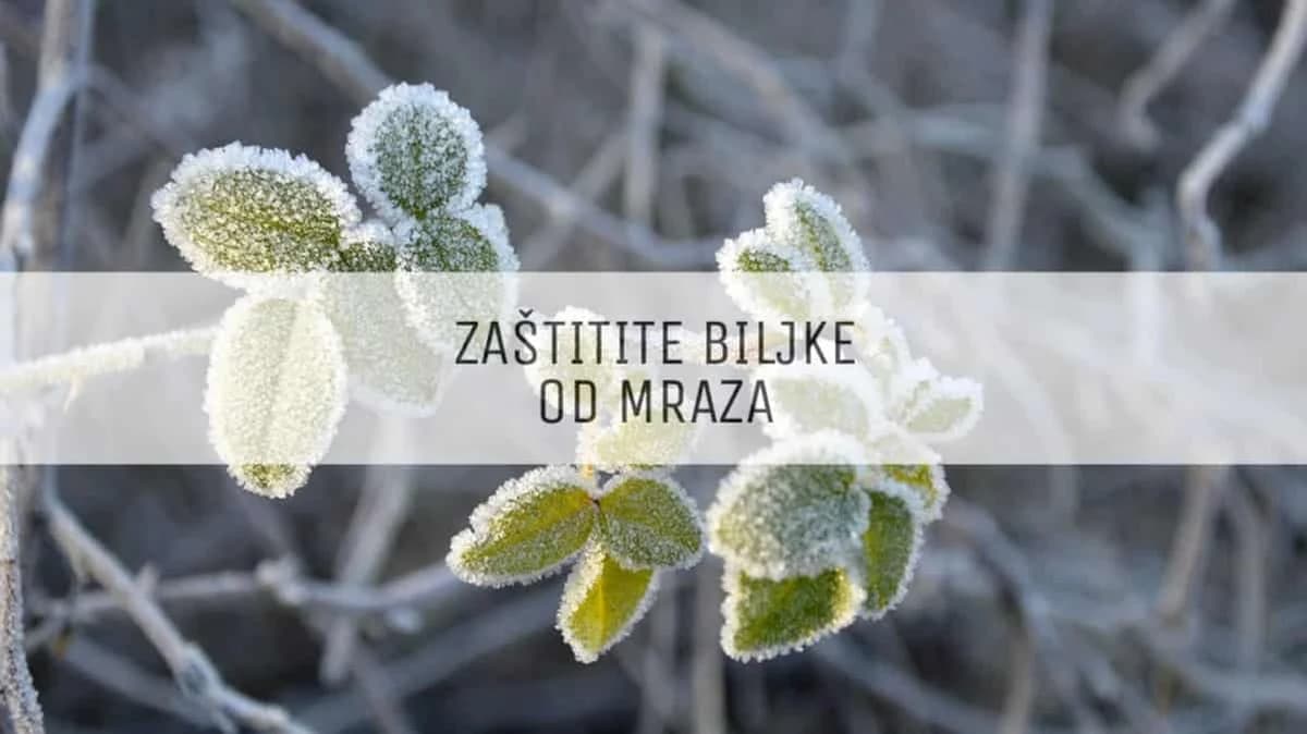 Uticaj mraza na voće