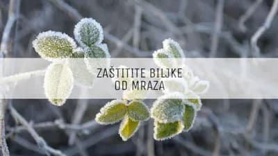 Uticaj mraza na voće