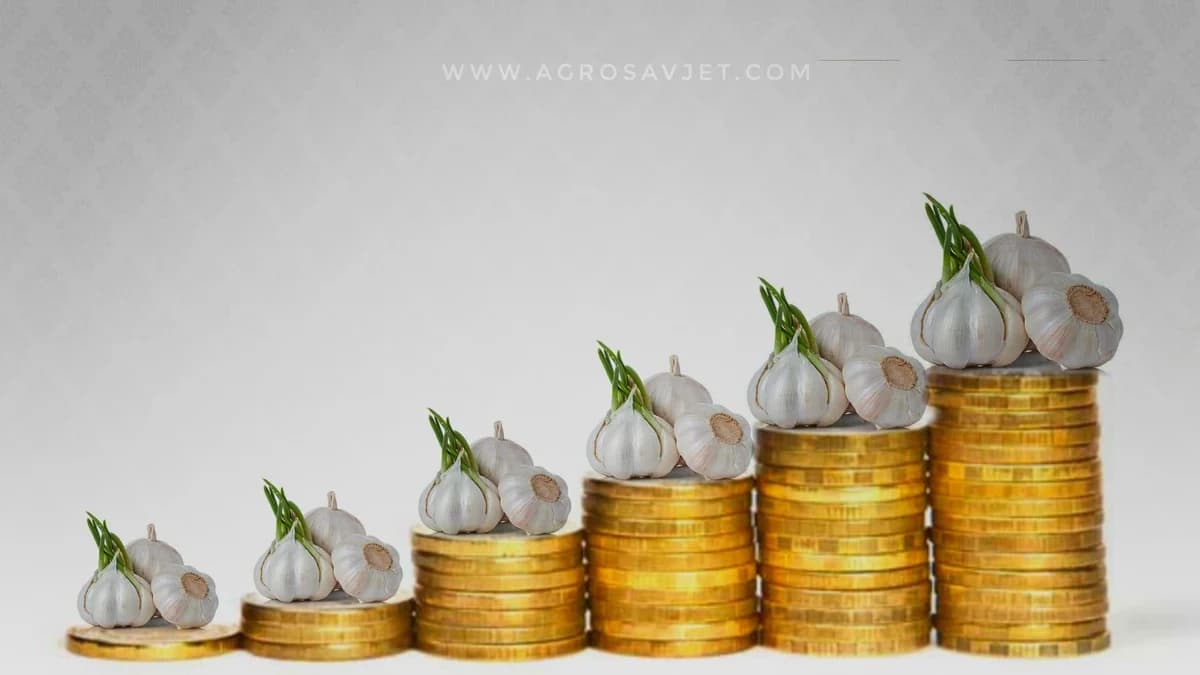 Ne štiti ni od vampira ni od virusa: Paprena cijena bijelog luka u Beogradu