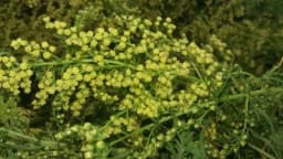 Potražnja za čajevima nikada nije bila veća - Ljudi se sve više okreću prirodnim preparatima