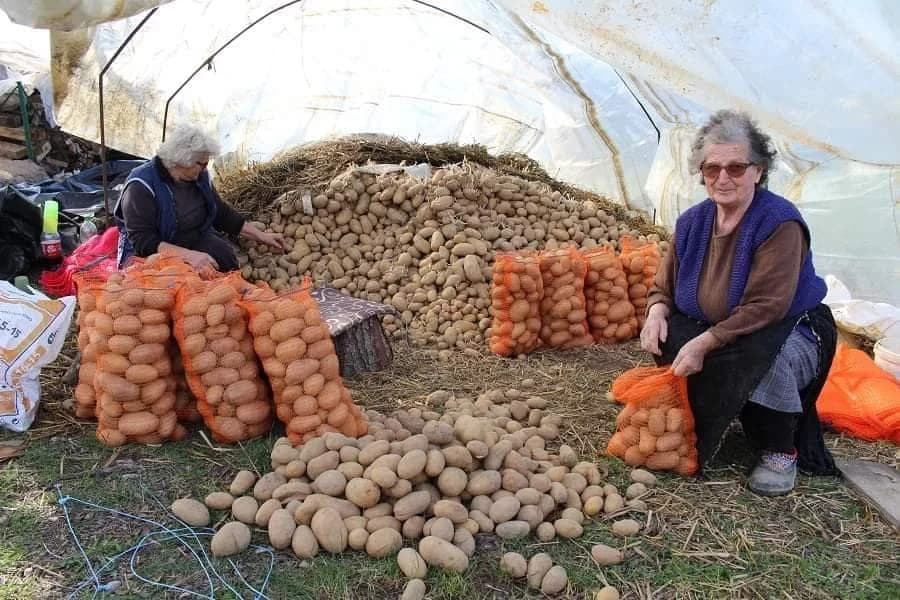 Dok je Darinke i Zdravke biće i krompira