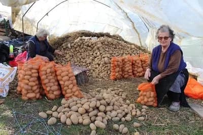 Dok je Darinke i Zdravke biće i krompira