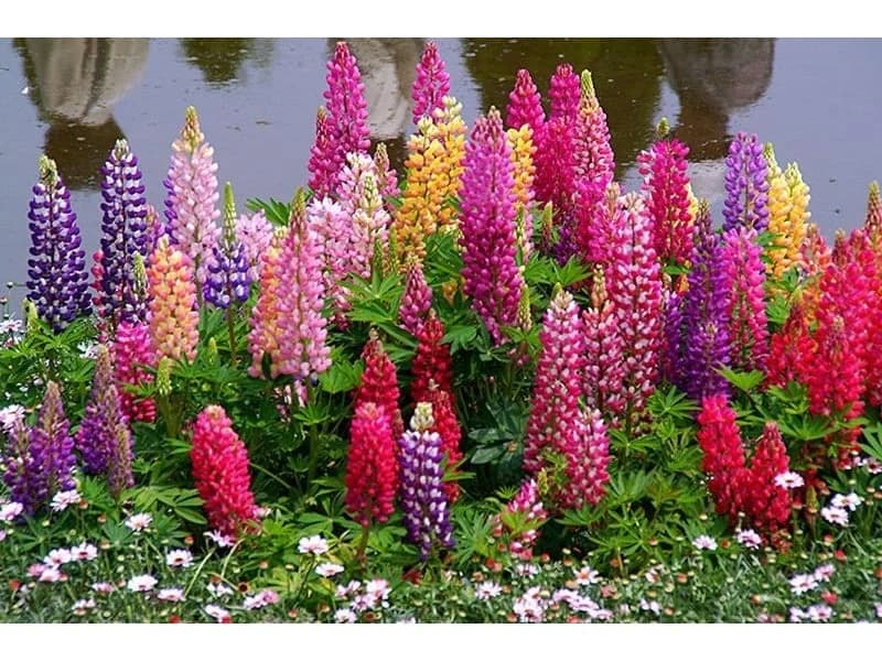 LUPINA - Stanovnik bašte koji prirodno poboljšava zemljište