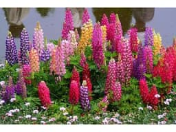 LUPINA - Stanovnik bašte koji prirodno poboljšava zemljište