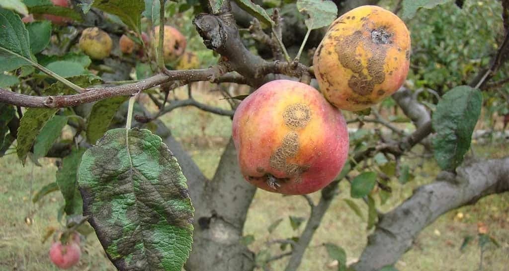 Sada je pravo vrijeme da zaštitite jabuke i kruške od krastavosti
