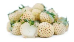 NOVA VRSTA JAGODA SA UKUSOM ANANASA