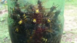 Ose i stršljene namamite u boce sa pivom ili sokom