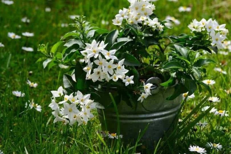 jasmin