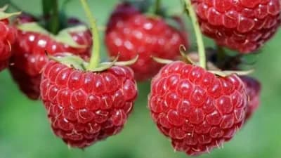 Organska proizvodnja sorte maline Vilamet