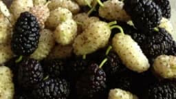 Posadite dud i uživajte u njegovom ukusu i ljekovitosti!