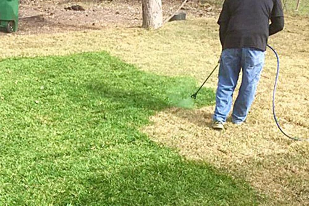 Farbanje travnjaka u zelenu boju!