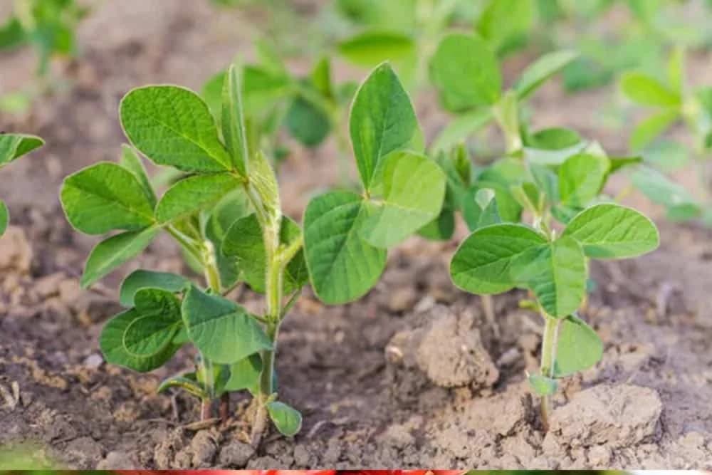 Dvije berbe ili žetve u jednoj sezoni – dupli prihod