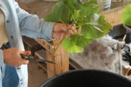 Kako uzgojiti nove biljke od ostataka voća i povrća