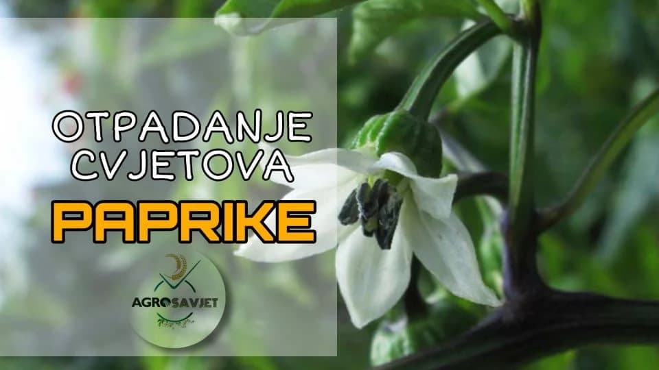 Zašto otpadaju cvjetovi PAPRIKE
