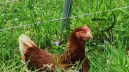 Šta utiče na povećanje nosivosti jaja?