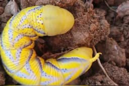 Štetočina neobične boje i oblika pronađena u hercegovačkom polju!