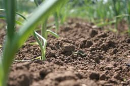 Dezinfekcija zemljišta vodenom parom - Smanjite izvor bolesti u plasteniku i bašti!