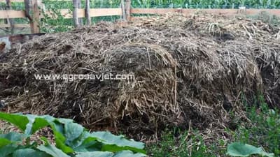 Organsko đubrivo stajnjak