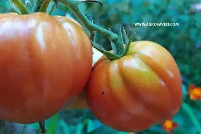Kokošije đubrivo za ukusan i sočan paradajz!