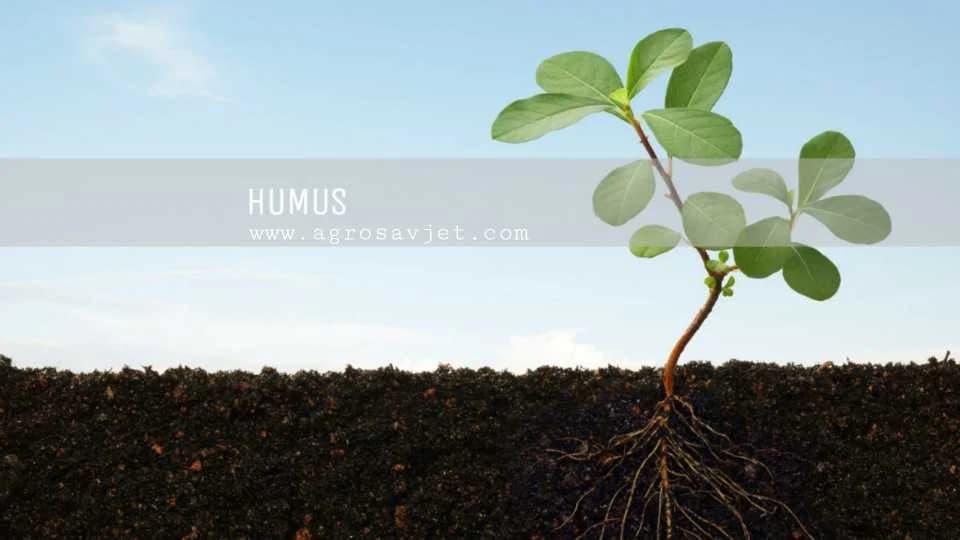 humus