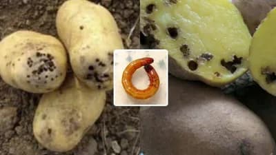Žičnjaci - Najopasnija zemljišna štetočina povrća!