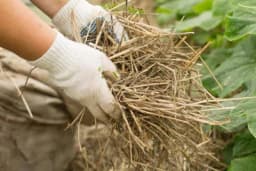 Malčiranje kao mjera suzbijanja korova