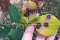 Zaštita RUŽA od BOLESTI!