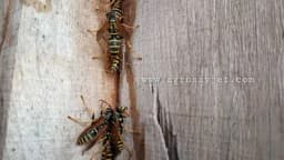 Recepti za siguran dom bez insekata: Iskoristite moć biljaka