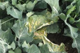 Plamenjača kupusa - Bolest koja značajno smanjuje prinos